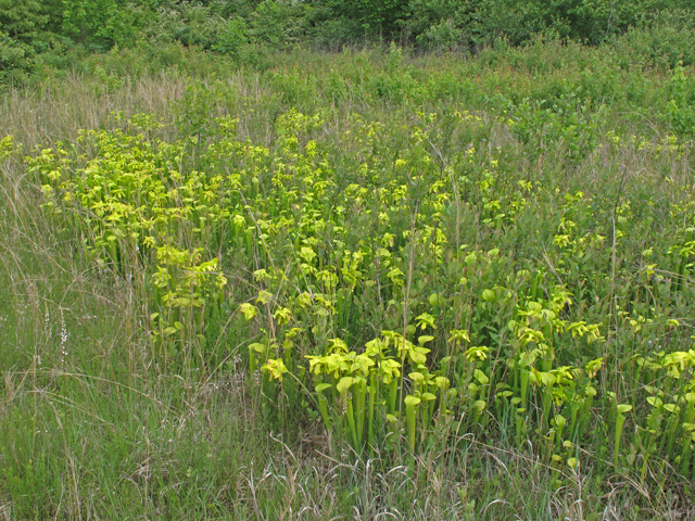Sarracenia oreophila (Green pitcherplant) #40353