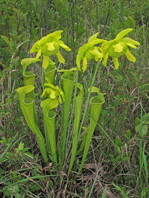 Sarracenia oreophila (Green pitcherplant) #40354