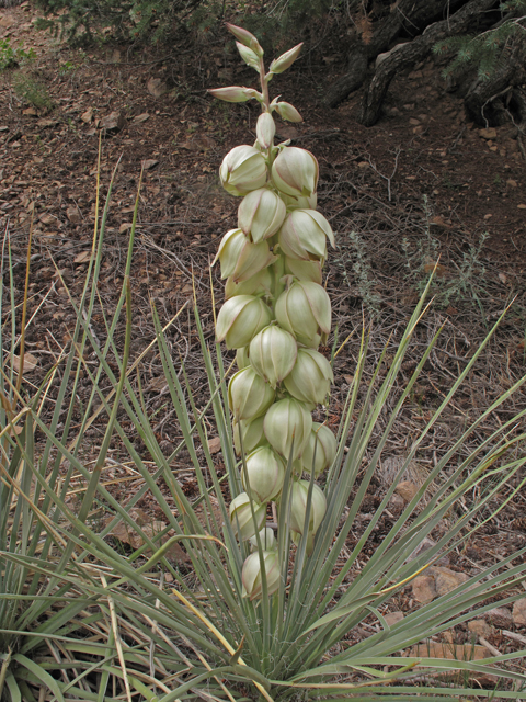 Yucca glauca (Soapweed yucca) #40396