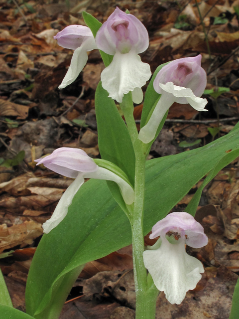 Galearis spectabilis (Showy orchid) #40680