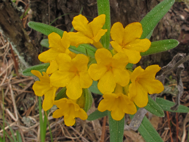 Lithospermum canescens (Hoary puccoon) #40696