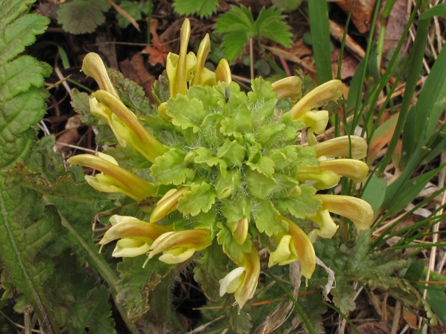 Pedicularis canadensis (Canadian lousewort) #40710