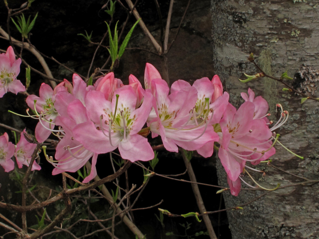 Rhododendron vaseyi (Pinkshell azalea) #40725