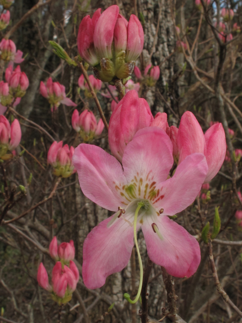 Rhododendron vaseyi (Pinkshell azalea) #40727