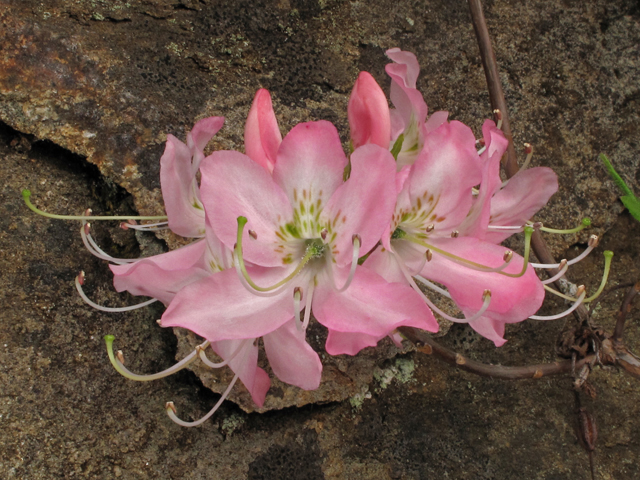 Rhododendron vaseyi (Pinkshell azalea) #40729