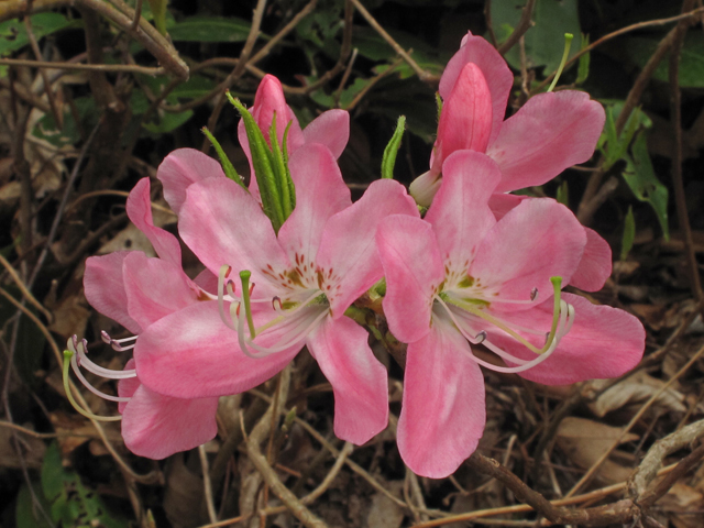 Rhododendron vaseyi (Pinkshell azalea) #40730