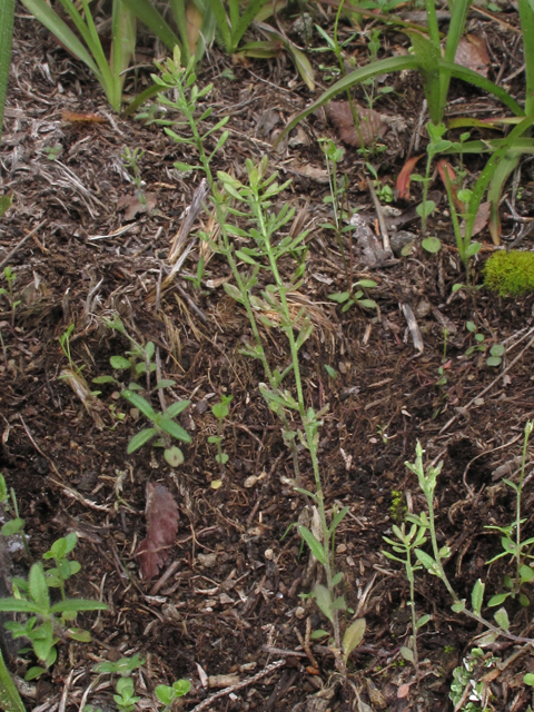 Draba aprica (Granite whitlow-grass) #40790