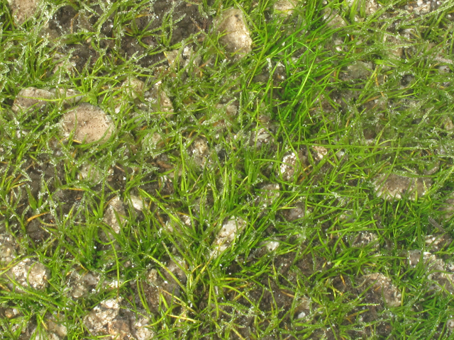 Isoetes tegetiformans (Merlin's-grass) #40810