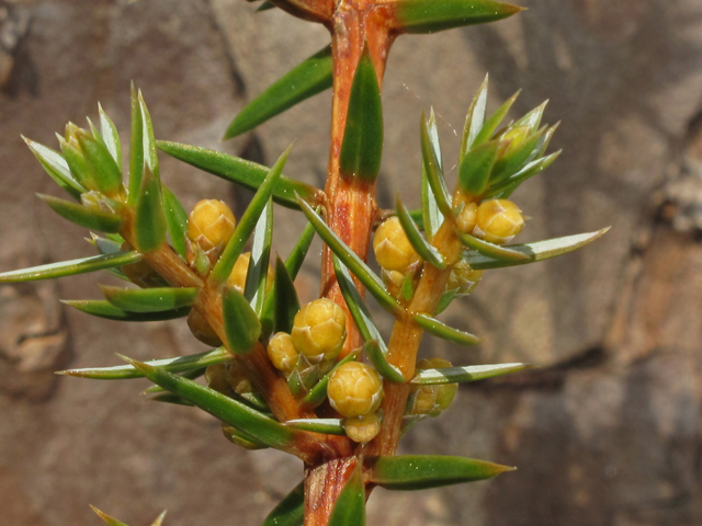 Juniperus communis var. depressa (Common juniper) #40811