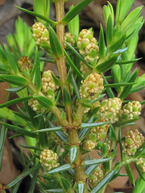 Juniperus communis var. depressa (Common juniper) #40815