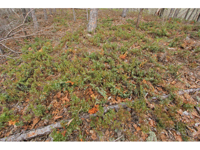 Juniperus communis var. depressa (Common juniper) #40818