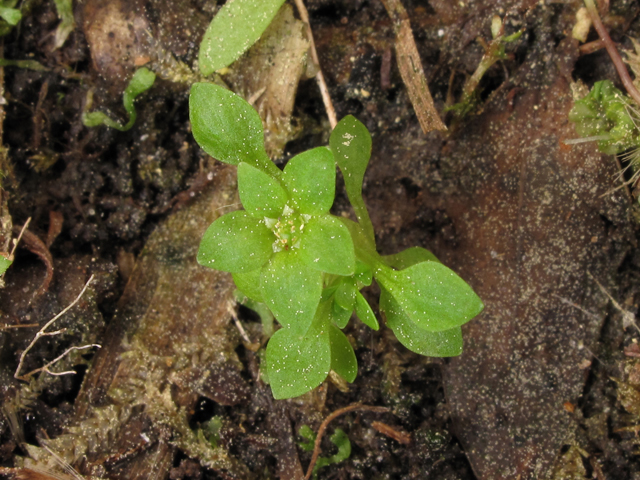 Lepuropetalon spathulatum (Petiteplant) #40824