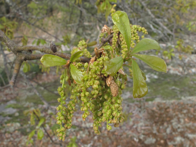 Quercus nigra (Water oak) #40852