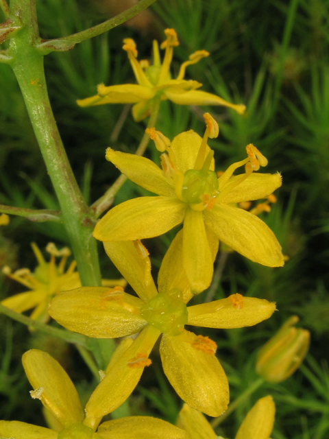 Schoenolirion croceum (Yellow sunnybell) #40864