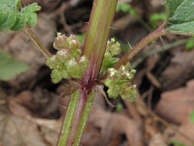 Urtica chamaedryoides (Heart-leaf stinging nettle) #40881
