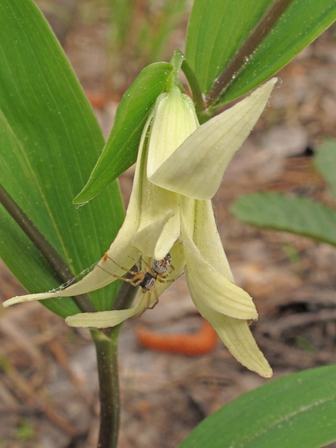 Uvularia floridana (Florida bellwort) #40882