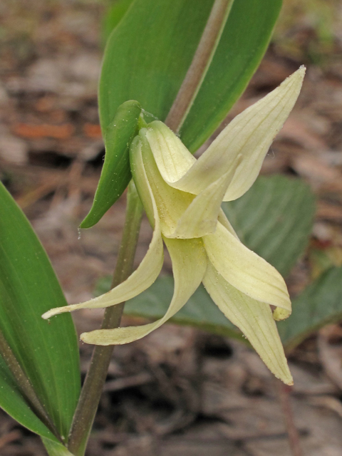 Uvularia floridana (Florida bellwort) #40883