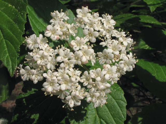 Viburnum rafinesqueanum (Downy arrowwood) #40888