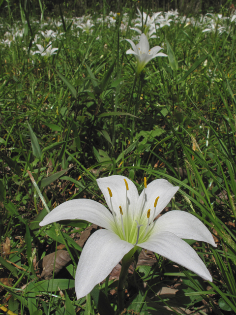 Zephyranthes atamasca (Atamasco lily) #40893