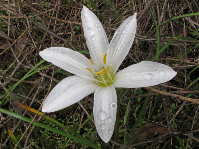 Zephyranthes atamasca (Atamasco lily) #40895