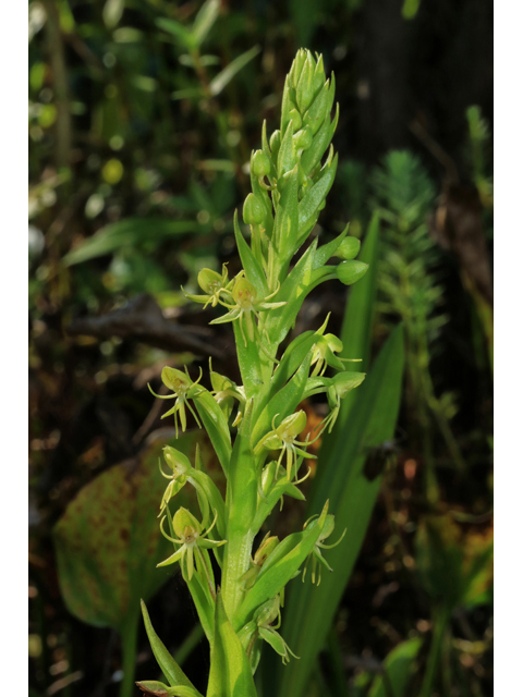 Habenaria repens (Waterspider bog orchid) #41472