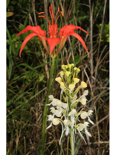 Platanthera bicolor (Fringed orchid) #41501