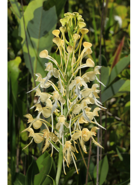 Platanthera bicolor (Fringed orchid) #41502