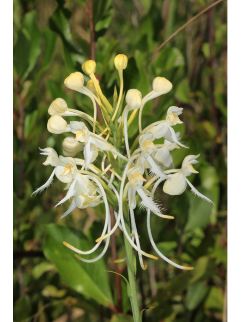Platanthera bicolor (Fringed orchid) #41503