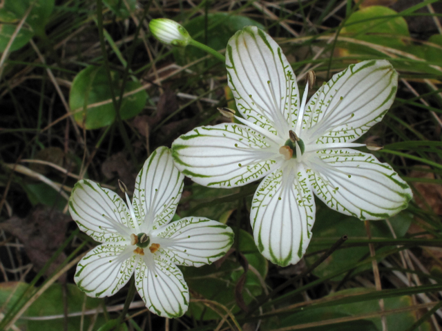 Parnassia grandifolia (Largeleaf grass-of-parnassus) #41917