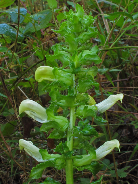Pedicularis lanceolata (Swamp lousewort) #41919