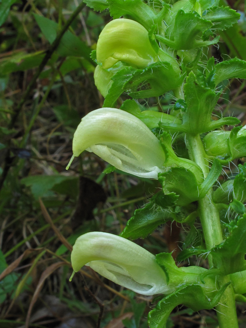 Pedicularis lanceolata (Swamp lousewort) #41920
