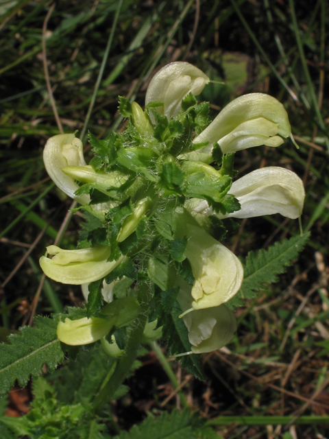 Pedicularis lanceolata (Swamp lousewort) #41921