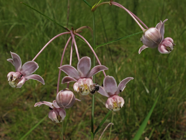 Asclepias cinerea (Carolina milkweed) #41957