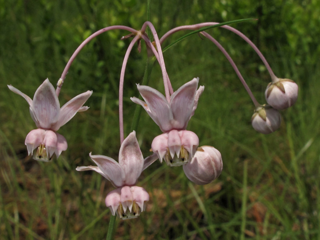Asclepias cinerea (Carolina milkweed) #41958