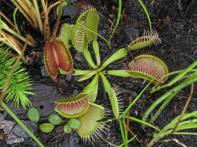 Dionaea muscipula (Venus flytrap) #41966
