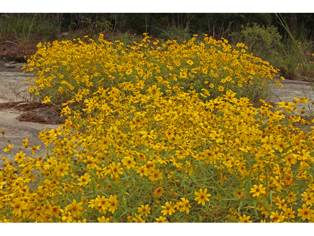 Helianthus porteri (Confederate daisy) #41979