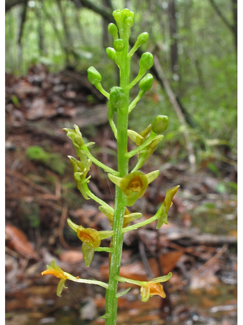 Malaxis spicata (Florida adder's-mouth orchid) #41998