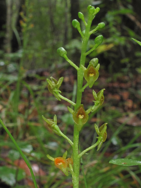 Malaxis spicata (Florida adder's-mouth orchid) #41999