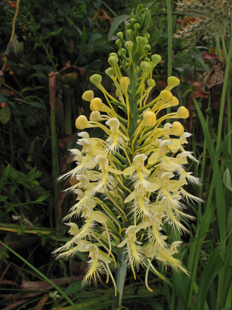 Platanthera bicolor (Fringed orchid) #42015