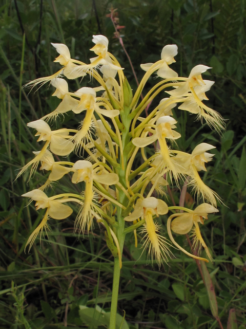 Platanthera bicolor (Fringed orchid) #42018