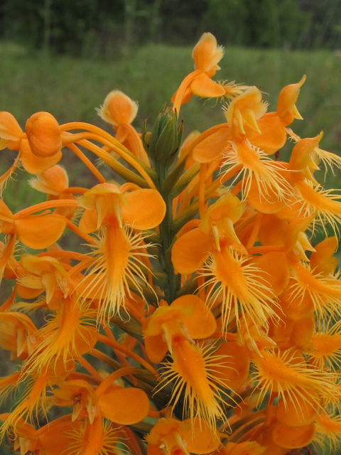 Platanthera ciliaris (Orange fringed orchid) #42021
