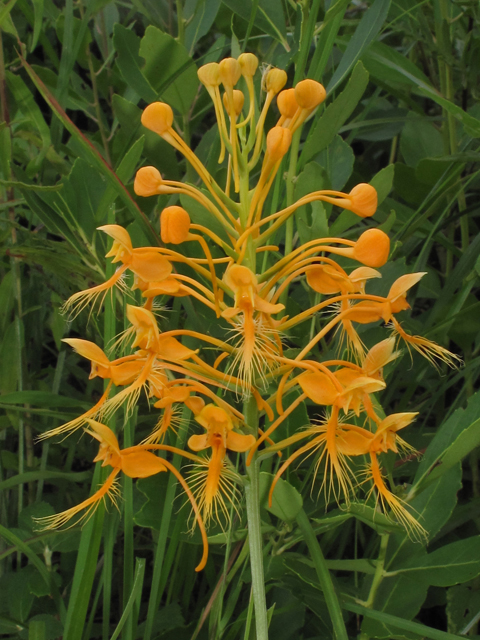 Platanthera ciliaris (Orange fringed orchid) #42022