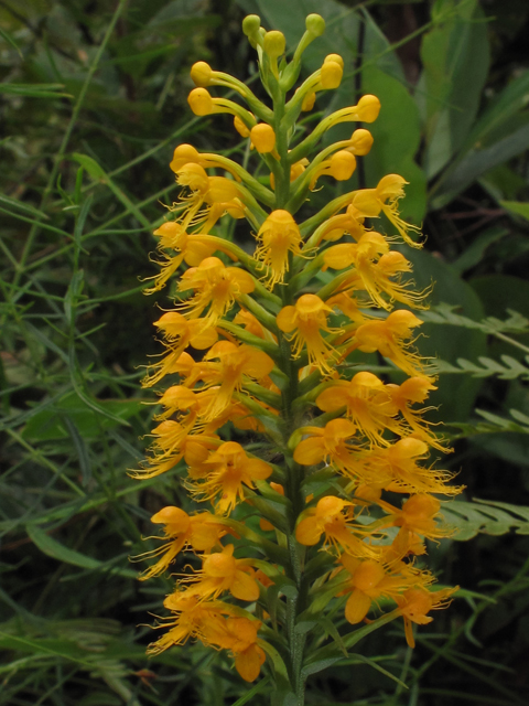Platanthera cristata (Crested yellow orchid) #42023