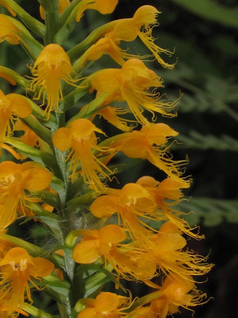 Platanthera cristata (Crested yellow orchid) #42024