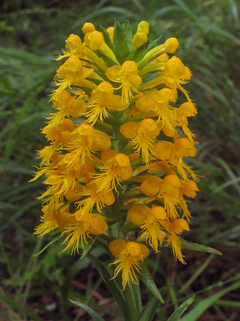 Platanthera cristata (Crested yellow orchid) #42025