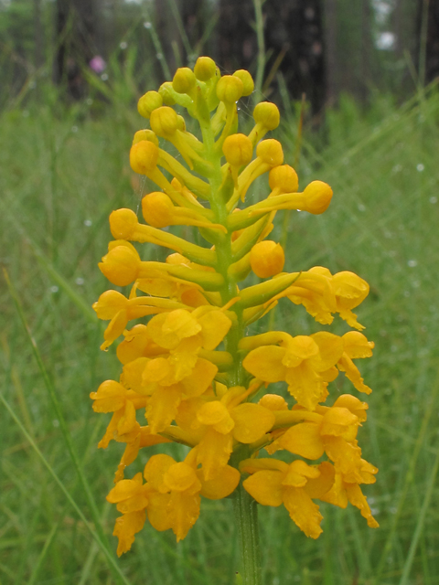 Platanthera integra (Yellow fringeless orchid) #42028
