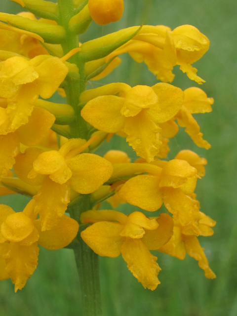 Platanthera integra (Yellow fringeless orchid) #42029