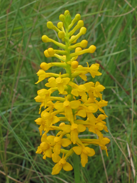 Platanthera integra (Yellow fringeless orchid) #42030