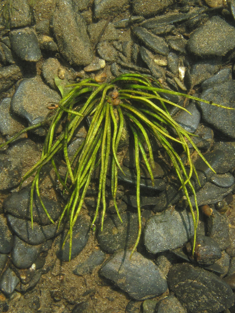 Isoetes tennesseensis (Tennessee quillwort) #42139