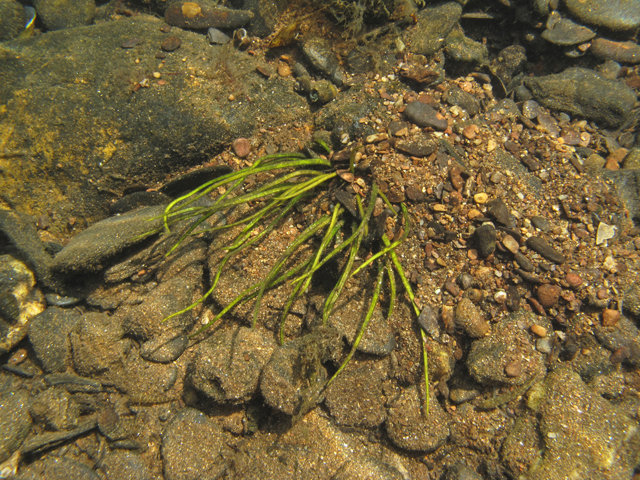 Isoetes tennesseensis (Tennessee quillwort) #42140
